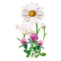 Composition with white flower daisy and red clover. Watercolor illustration isolated on white. For clip art cards