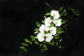 Composition of white orchids and green leaves on a black background. Flat lay, top view. Frame of flowers. Floral Royalty Free Stock Photo