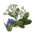 Composition with white primula and violet muscari flowers and green leaves. Hand drawn colored sketch with sping flowers