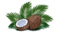 Composition of whole coconut, half of coconut and tropical palm leaves. Royalty Free Stock Photo