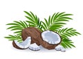Composition of whole coconut, pieces of coconut and tropical palm leaves. Royalty Free Stock Photo