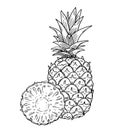 Composition of a whole pineapple and a half cut of fruit on a background. Black outline image on a white background. Doodle style Royalty Free Stock Photo