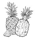 Composition of a whole pineapple and a half cut of fruit on a background. Black outline image on a white background. Doodle style Royalty Free Stock Photo