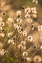 Composition with wild grass in bright sunset counter light. The field of mexican daisy Royalty Free Stock Photo