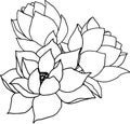 Composition with wind lotus flowers and buds. hand drawn black line art illustration. Outline floral drawing for for Royalty Free Stock Photo
