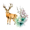 Composition of winter plants and deer watercolor illustration isolated on white.