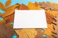 Composition with yellow and brown autumn leaves and white paper mockup on blue pastel background. side view, copy space Royalty Free Stock Photo