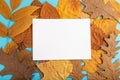 Composition with yellow and brown autumn leaves and white paper mockup on blue pastel background. top view, copy space Royalty Free Stock Photo