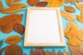 Composition with yellow and brown autumn leaves and wooden frame mockup on blue pastel background. side view, copy space Royalty Free Stock Photo