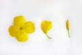 Composition of yellow flowers and buds on a white isolated background. Flat lay. Copy space Royalty Free Stock Photo