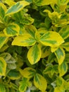 Composition of yellow-green, light green leaves.