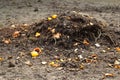 Compost bin. Defocus compost and composted soil cycle as a composting pile of rotting kitchen scraps with fruits and