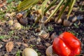 Compost Bin in the Garden. Composting Pile of Eggs, Fruits and Vegetables Scraps