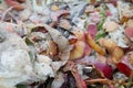 Compost bin in the garden; kitchen food, vegetable and fruit scraps rooting on the huge garden