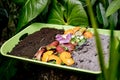 Compost and composted soil cycle as a composting pile of rotting kitchen scraps with fruits and vegetable garbage waste turning Royalty Free Stock Photo