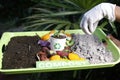 Compost and composted soil cycle as a composting pile of rotting kitchen scraps with fruits and vegetable garbage waste turning Royalty Free Stock Photo