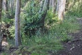 Compost covered path with foreted birch tree truncks and grass