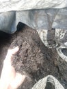 Compost from cow dunk, grass and bacteri