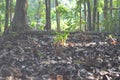 Compost from dry leaves. dry leaves in the forest