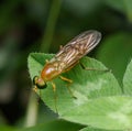 Compost Fly on Green Leaf Royalty Free Stock Photo