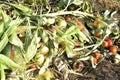 Compost heap with rotting food and vegetable remains