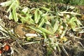 Compost heap with rotting food and vegetable remains