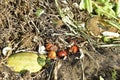 Compost heap with rotting food and vegetable remains