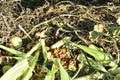 Compost heap with rotting food and vegetable remains