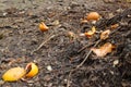Compost pile. Defocus compost and composted soil cycle as a composting pile of rotting kitchen scraps with fruits and