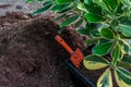 Compost soil Royalty Free Stock Photo