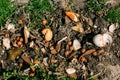 Compost From Spilled Food Waste On Ground, Humus, Manure. Rotting Kitchen Scraps With Fruits Garbage Waste Turning Into