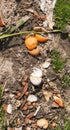 Compost From Spilled Food Waste On Ground, Humus, Manure. Rotting Kitchen Scraps With Fruits Garbage Waste Turning Into