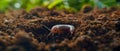 A compost worm crawls through bio humus breaking down organic matter into nutrientrich soil.