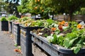 Composting bins on a city street. An urban composting program.