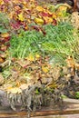 Composting Heap Royalty Free Stock Photo
