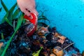Composting in a plastic bin at home using a worm farm and kitchen scraps
