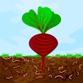 Ground cutaway with beetroot and earthworm. Earthworms in garden soil. Royalty Free Stock Photo