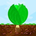 Ground cutaway with cabbage and earthworm. Earthworms in garden soil. Royalty Free Stock Photo