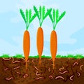 Ground cutaway with carrot and earthworm. Earthworms in garden soil. Royalty Free Stock Photo