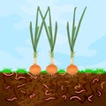 Ground cutaway with onion and earthworm. Earthworms in garden soil. Royalty Free Stock Photo