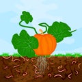 Ground cutaway with pumpkin and earthworm. Earthworms in garden soil. Royalty Free Stock Photo