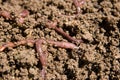 Composting worms Royalty Free Stock Photo