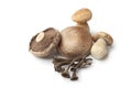 Compostion of fresh edible mushrooms Royalty Free Stock Photo