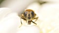 Compound eye of a gadfly