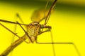Portrait of a Crane Fly Royalty Free Stock Photo