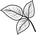 Compound leaf of raspberry plant