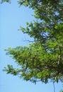 COMPOUND LEAVES ON BRANCHES OF TREE AGAINST BLUE SKY Royalty Free Stock Photo