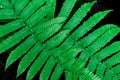 Compound pinnate leaves with black background. Pattern of leaf branches