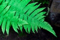 Compound pinnate leaves with black background. Pattern of leaf branches