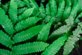 Compound pinnate leaves with black background. Pattern of leaf branches